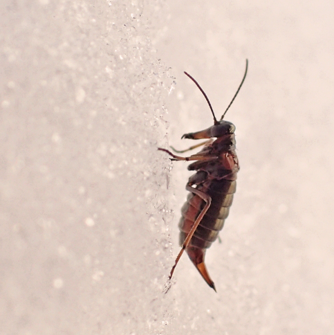 Boreus nivoriundus (Snow-born Boreus)