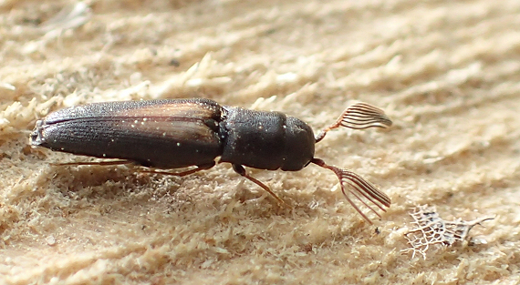Isorhipis obliqua