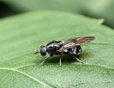 Adoxomyia subulata