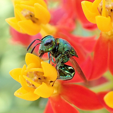 Perilampidae (Perilampid Wasps)