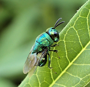Perilampidae (Perilampid Wasps)