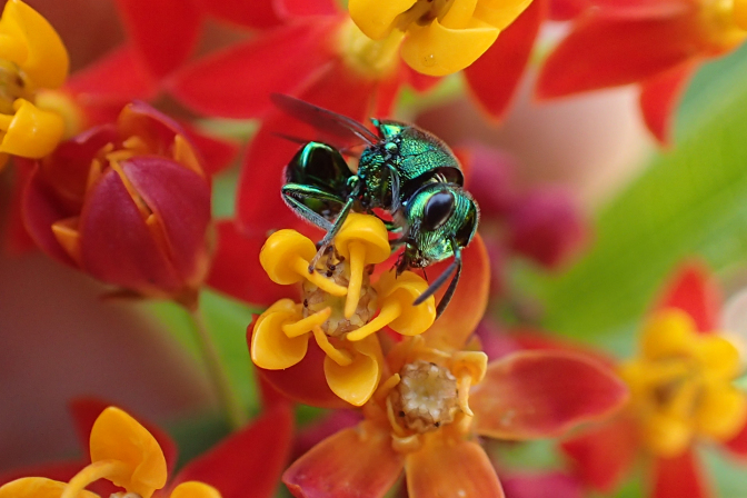Perilampidae (Perilampid Wasps)