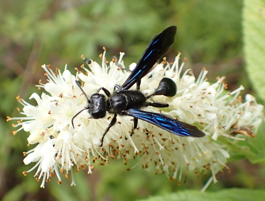 Isodontia philadelphica