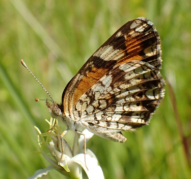 Phyciodes phaon (Phaon Crescent)
