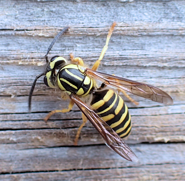 Vespula squamosa (Southern Yellowjacket)