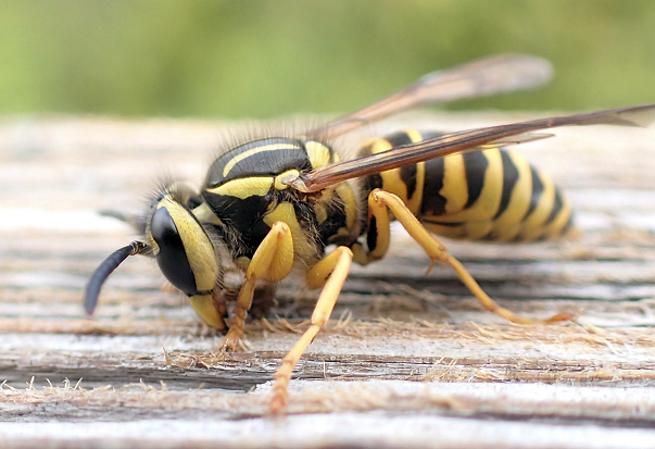 Vespula squamosa (Southern Yellowjacket)