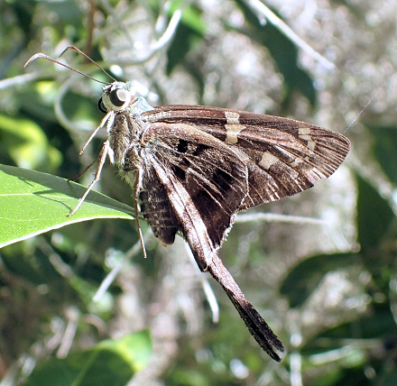 Urbanus proteus (Long-tailed Skipper)