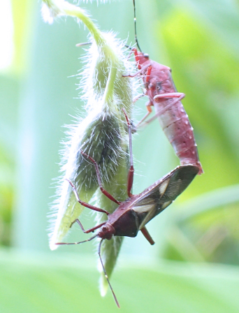 Namacus annulicornis