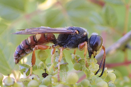 Cerceris bicornuta