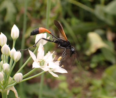 Ammophila pictipennis