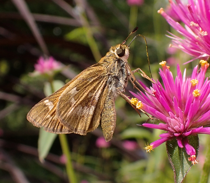 Atalopedes huron (Huron Sachem)