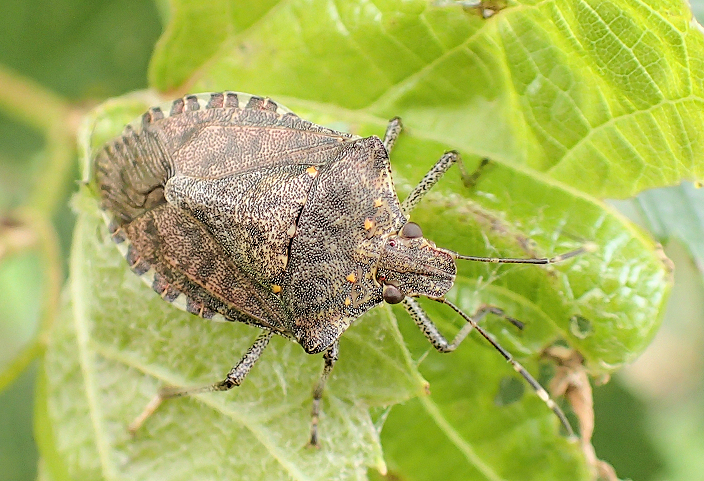 Halyomorpha halys (Brown Marmorated Stink Bug)