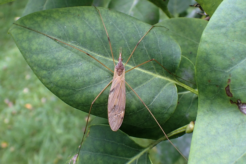 Tipula ultima