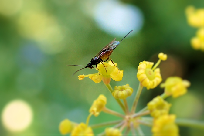 Hymenoptera (Ants, Bees, Wasps and Sawflies)