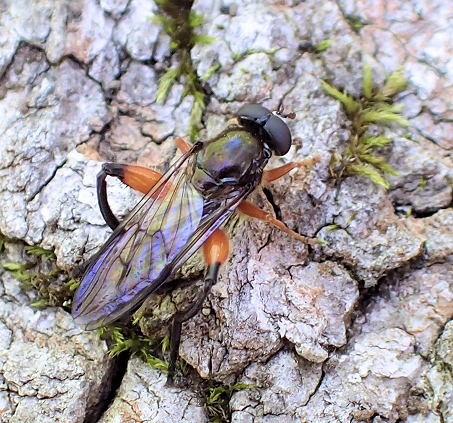 Chalcosyrphus curvarius