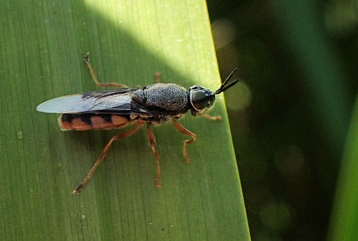 Odontomyia profuscata