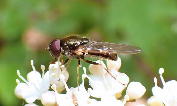 Genus Cheilosia