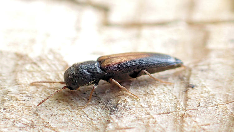 Isorhipis obliqua