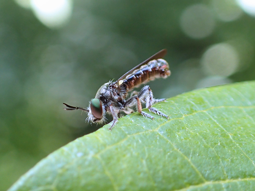 Cerotainia albipilosa (White-faced Micropanther)