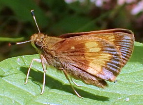 Lon hobomok (Hobomok Skipper)