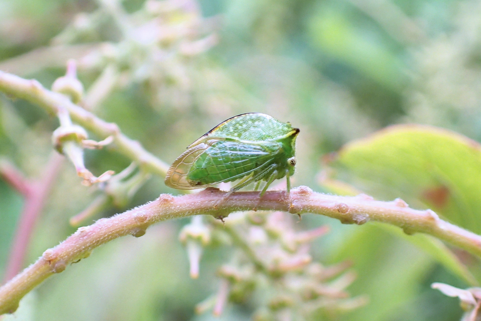Hadrophallus bubalus