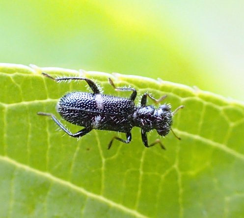 Phyllobaenus unifasciatus