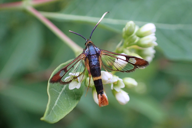 Synanthedon richardsi