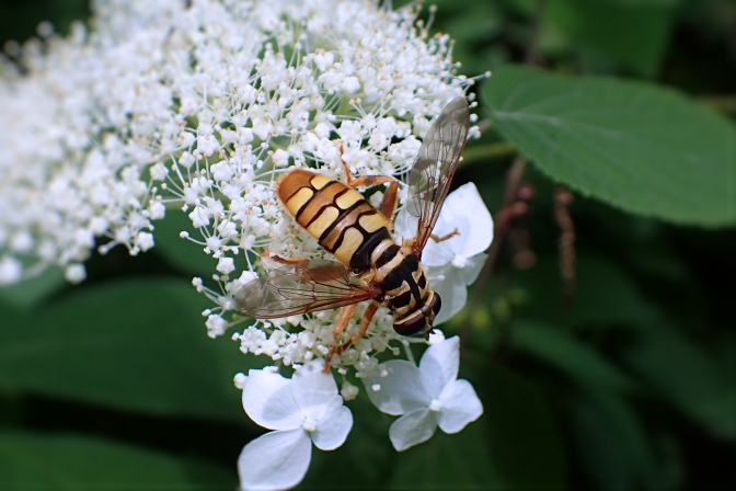 Milesia virginiensis (Yellowjacket Hover Fly)