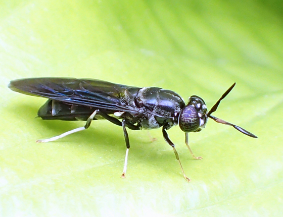 Hermetia illucens (Black Soldier Fly)