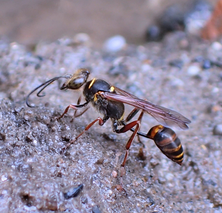 Sceliphron curvatum (Asian Mud-dauber Wasp)