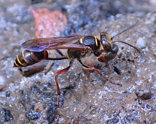 Sceliphron curvatum (Asian Mud-dauber Wasp)