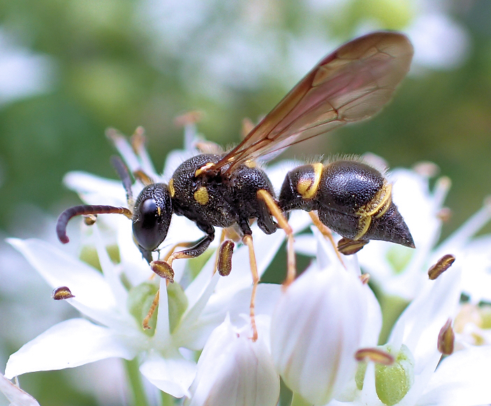 Ancistrocerus campestris