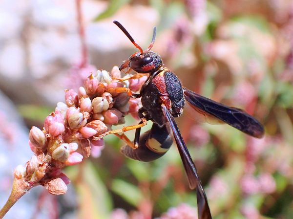 Euodynerus crypticus