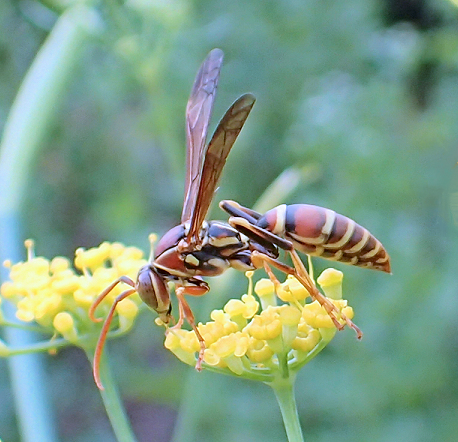 Polistes exclamans (Guinea Paper Wasp)