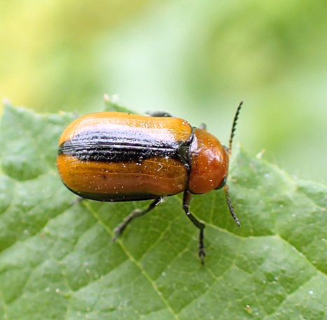 Anomoea laticlavia (Clay-colored Leaf Beetle)
