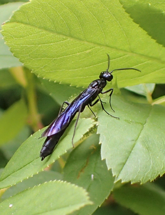 Phylloecus trimaculatus (Rose Shoot Sawfly)