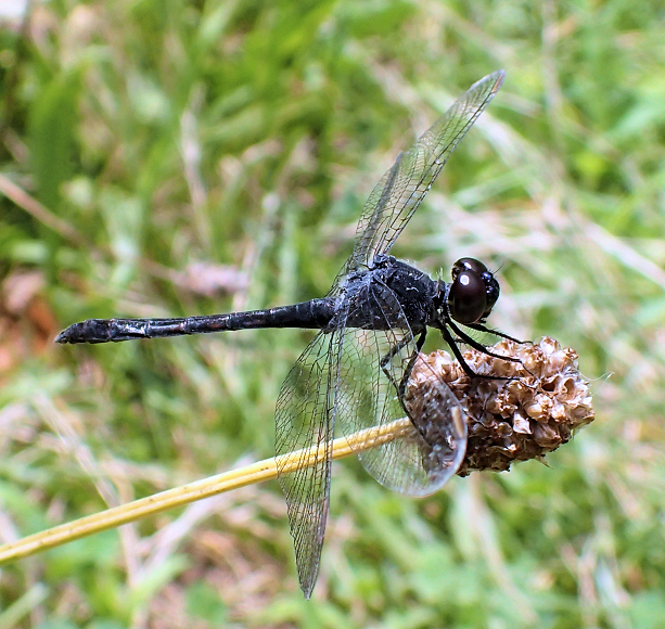 Erythrodiplax berenice (Seaside Dragonlet)
