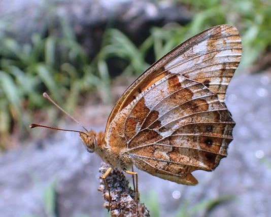Euptoieta claudia (Variegated Fritillary)