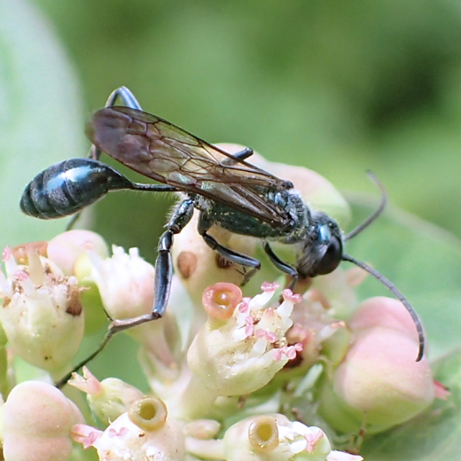 Chalybion zimmermanni (Zimmermann's Mud-dauber Wasp)