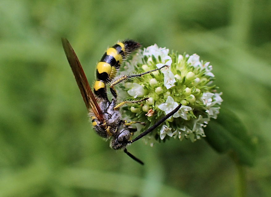 Dielis trifasciata (Three-banded Scoliid Wasp)