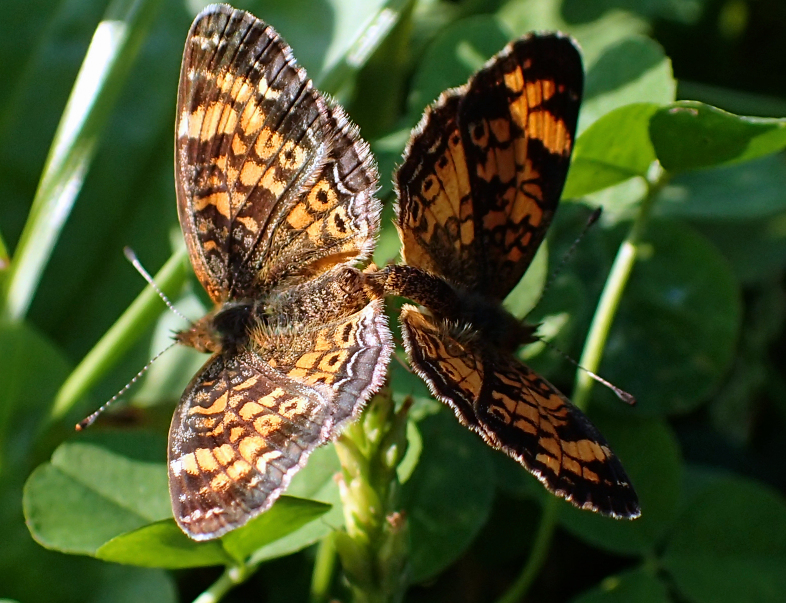 Phyciodes tharos (Pearl Crescent)