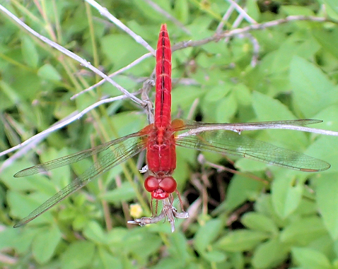 Crocothemis servilia (Scarlet Skimmer)