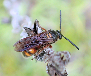 Scolia nobilitata (Noble Scoliid Wasp)