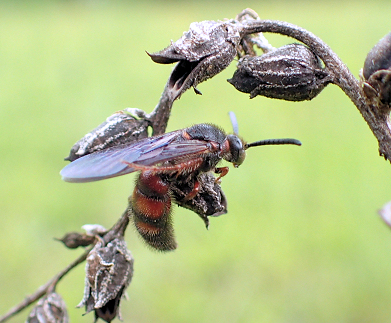 Scolia nobilitata (Noble Scoliid Wasp)