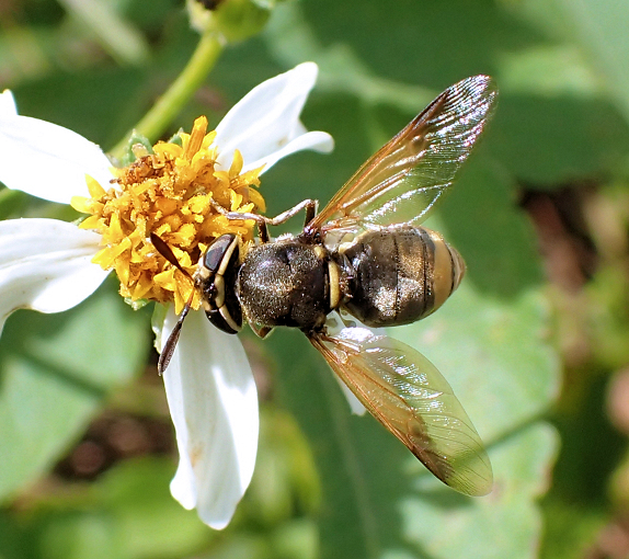 Hoplitimyia mutabilis