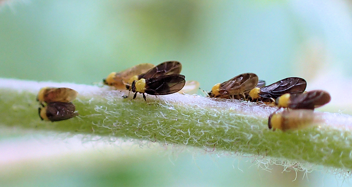 Calophya nigripennis