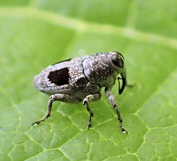 Cylindrocopturus binotatus