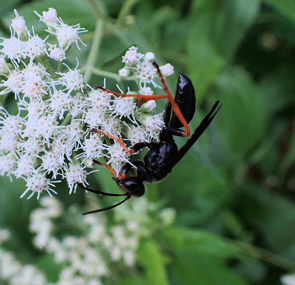 Sphex nudus (Katydid Wasp)