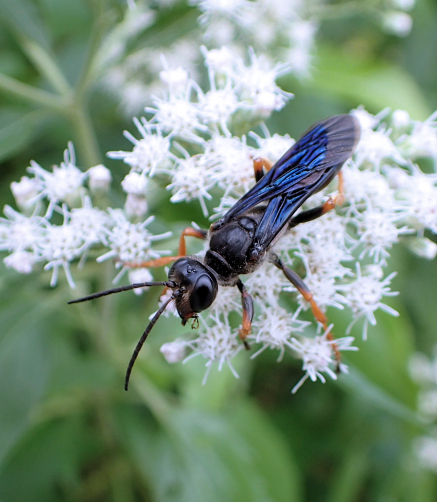 Sphex nudus (Katydid Wasp)