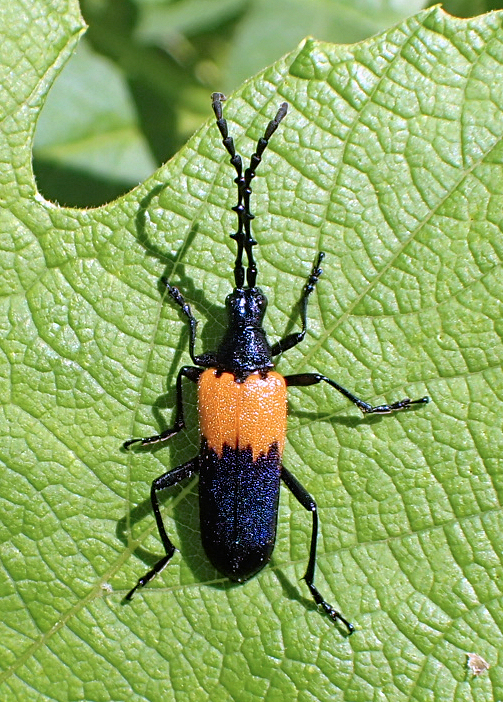 Desmocerus palliatus (Elderberry Borer)